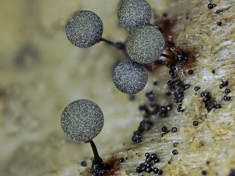 Lamproderma arcyrionema