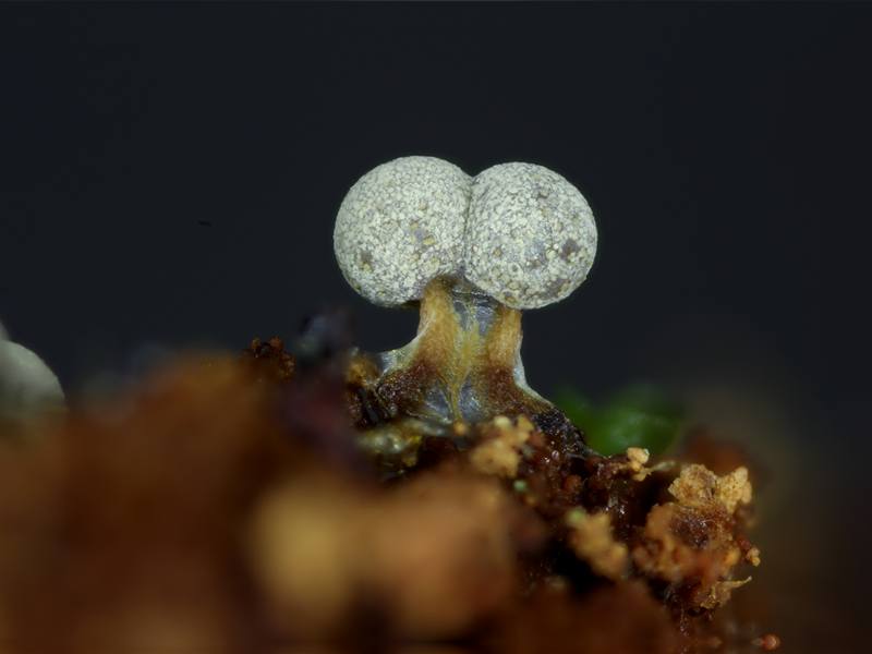 Physarum globuliferum