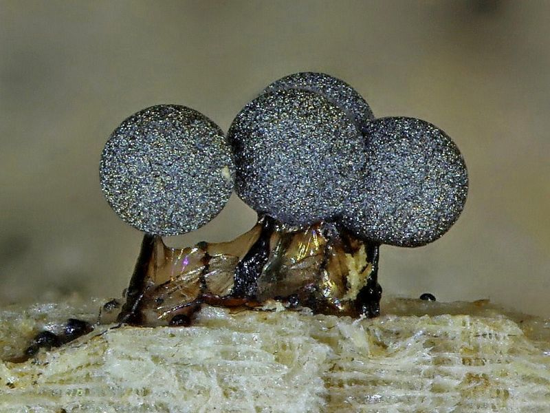 Lamproderma arcyrionema