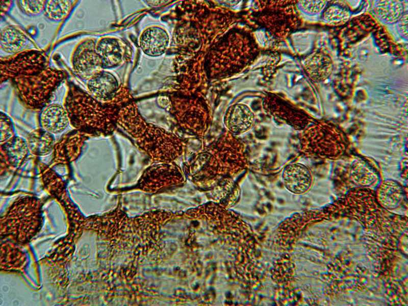 Cribraria (persoonii)??