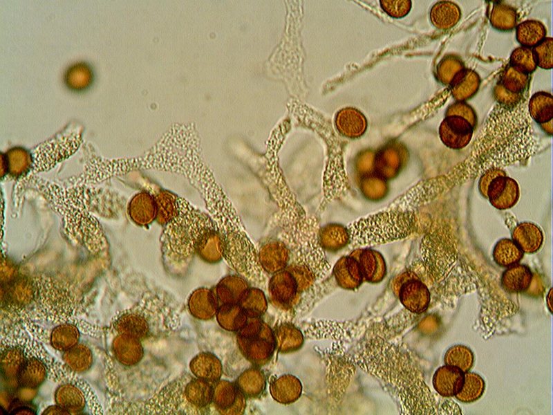 Badhamia foliicola??