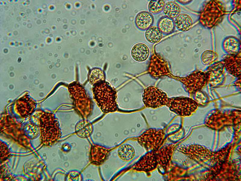 Cribraria (persoonii)??