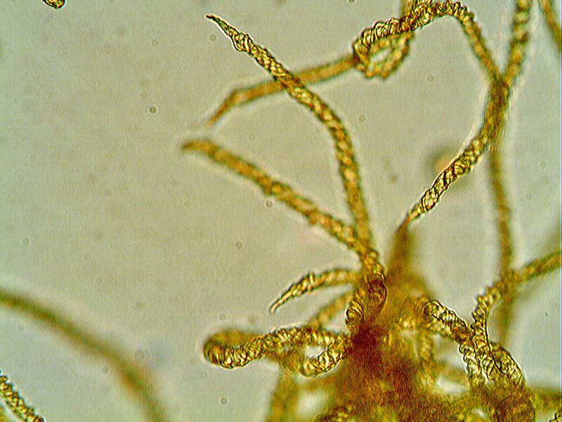 Escursione Monte Baldo 2