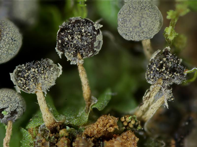 Physarum globuliferum