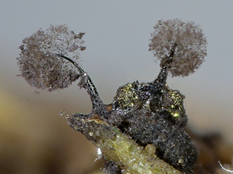 Lamproderma arcyrionema