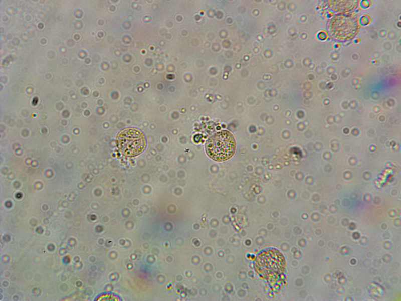 Cribraria (persoonii)??