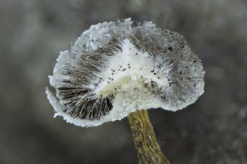 Didymium sp.