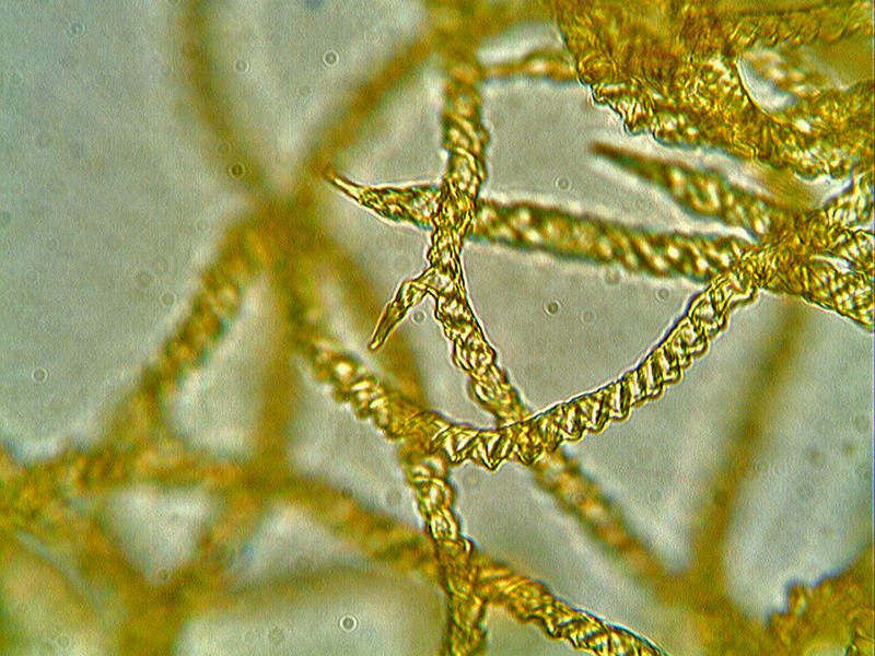 Escursione Monte Baldo 2