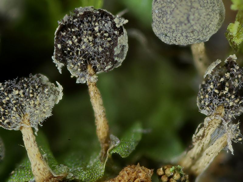 Physarum globuliferum