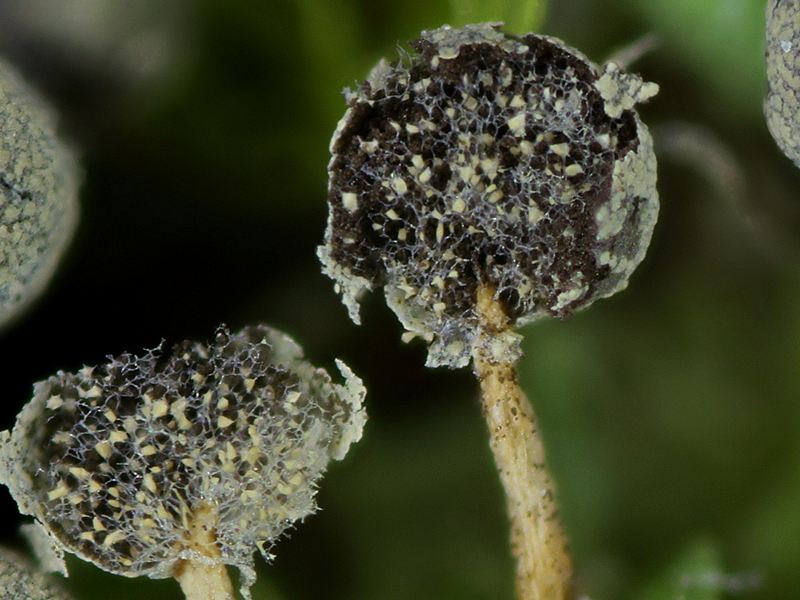 Physarum globuliferum