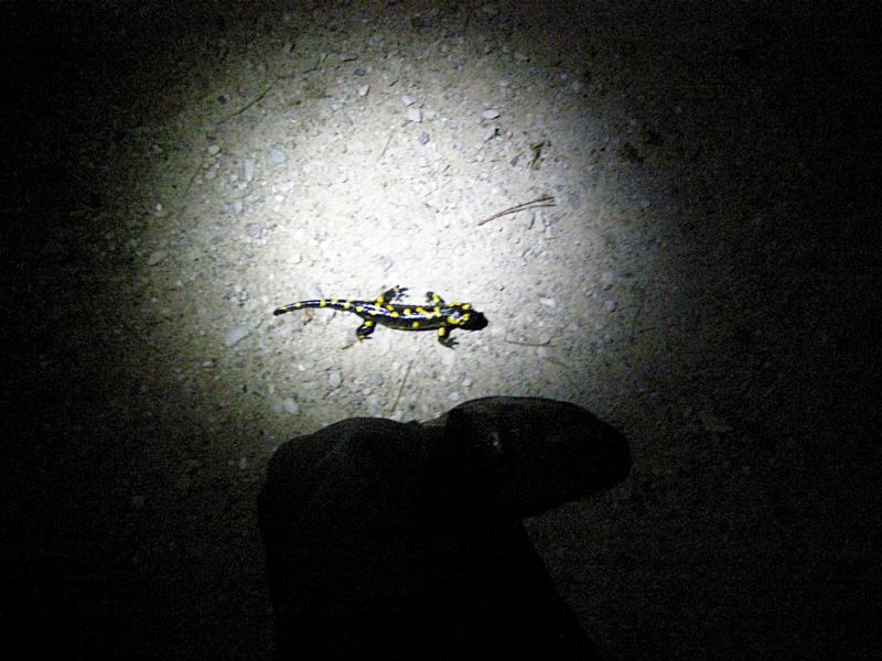 A salamandre con Barbaxx