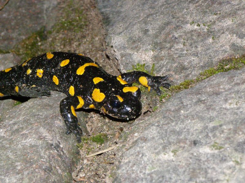 A salamandre con Barbaxx
