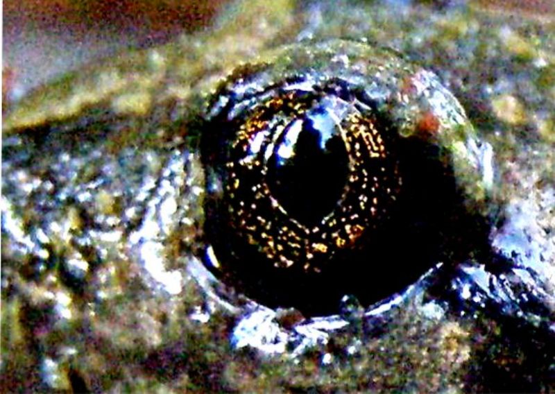 Optimus Pelobates fuscus