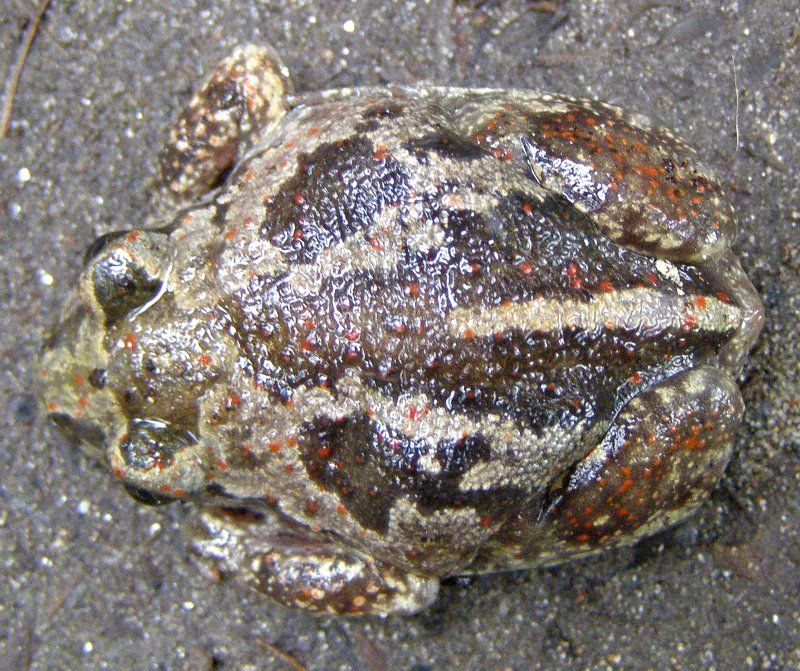 Optimus Pelobates fuscus