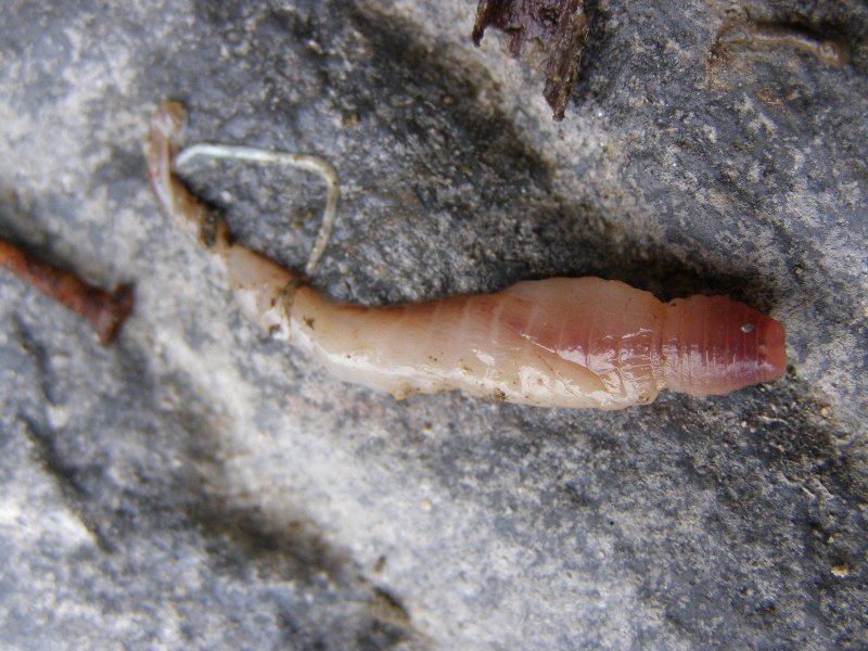 Un ritrovamento curioso: lombrico uscito da una Testacella