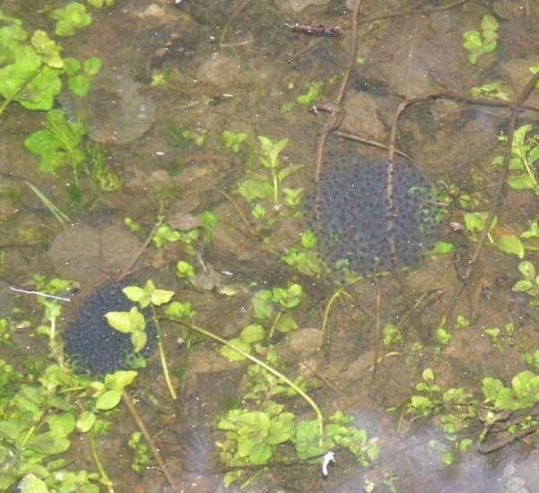 Ovatura sovversiva? No appena deposta (Rana dalmatina)