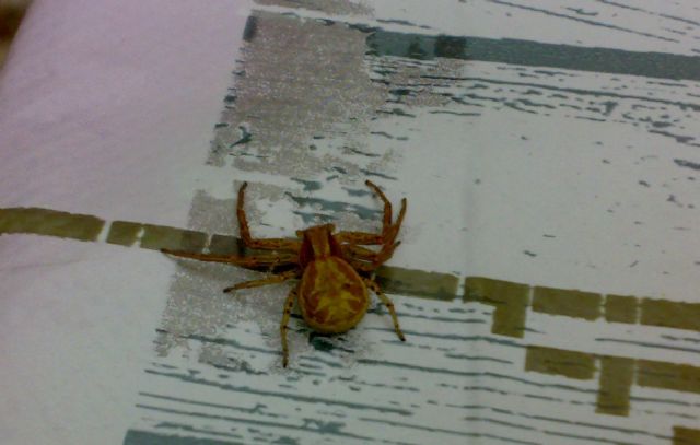 Thomisidae:  Xysticus sp. - Monfalcone (GO)