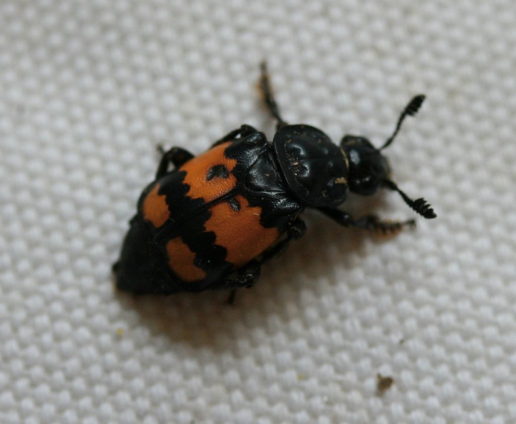 Prima foto stagionale: Nicrophorus vespilloides, Silphidae