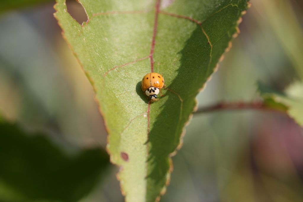 Harmonia axyridis, Coccinellidae