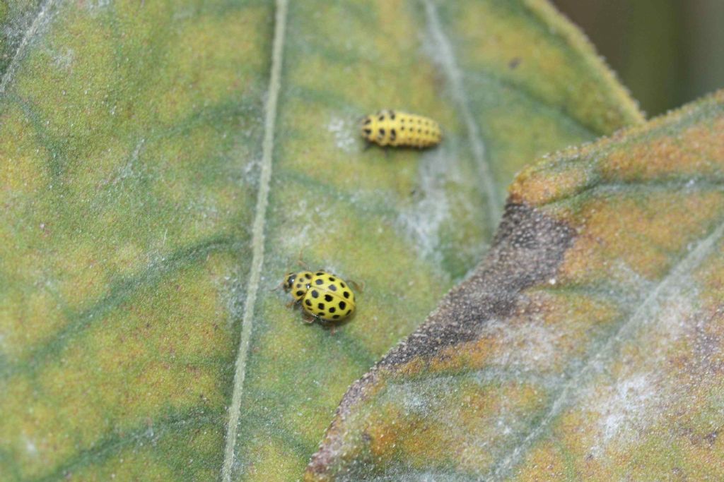 Harmonia axyridis, Coccinellidae