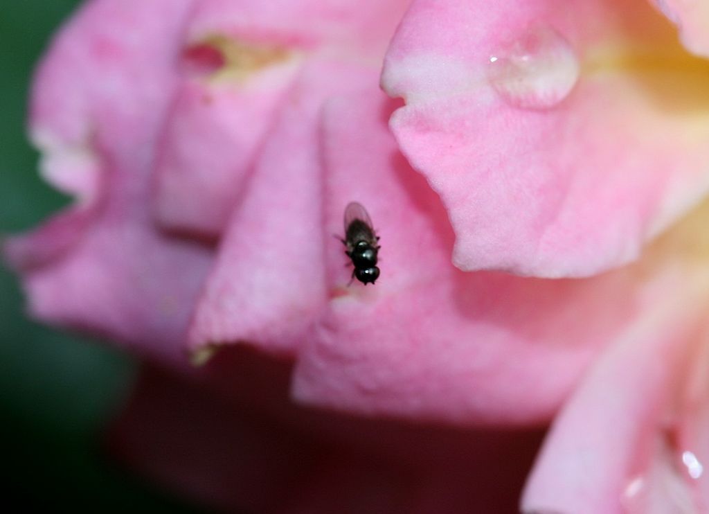 Minuscolo dittero:  fam. Chloropidae