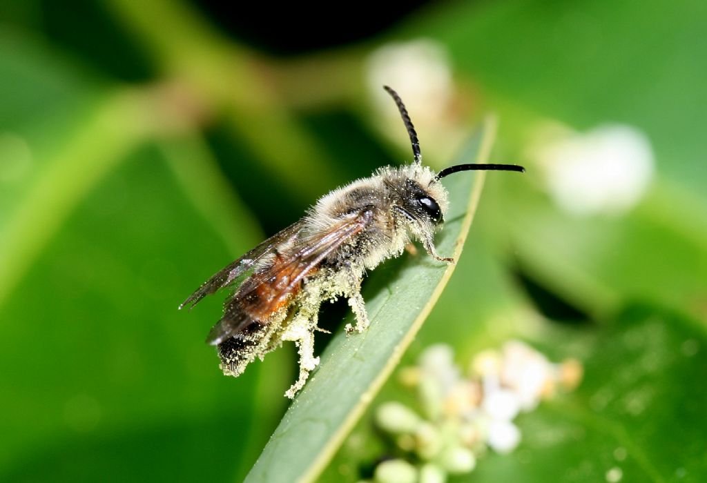 Apidae Andreninae:   Andrena sp.