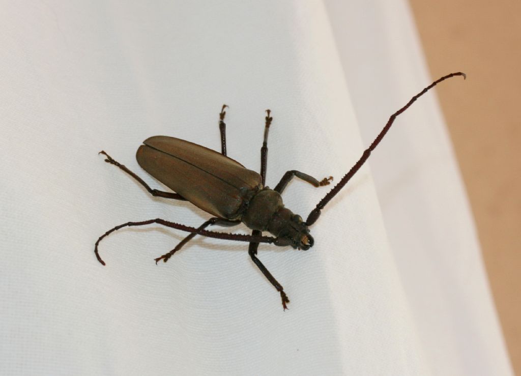 Capricorno della quercia? Quale? Aegosoma scabricorne