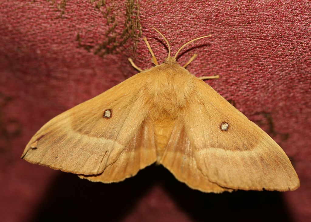 Farfallone biondo: amoroso o notturno? Lasiocampa (Lasiocampa) quercus, Lasiocampiidae