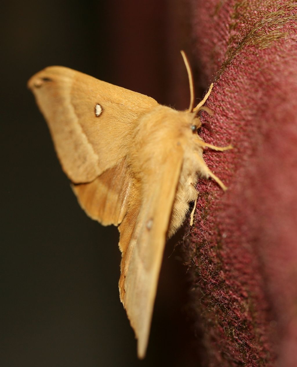 Farfallone biondo: amoroso o notturno? Lasiocampa (Lasiocampa) quercus, Lasiocampiidae