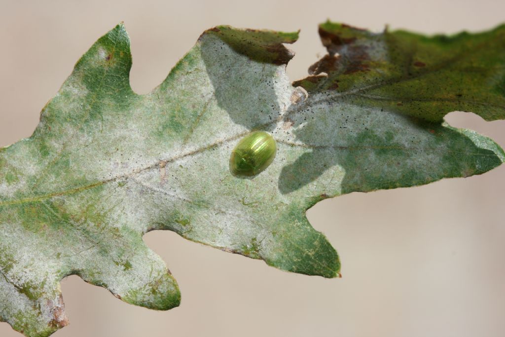 su quercia: Cassida sp., Chrysomelidae