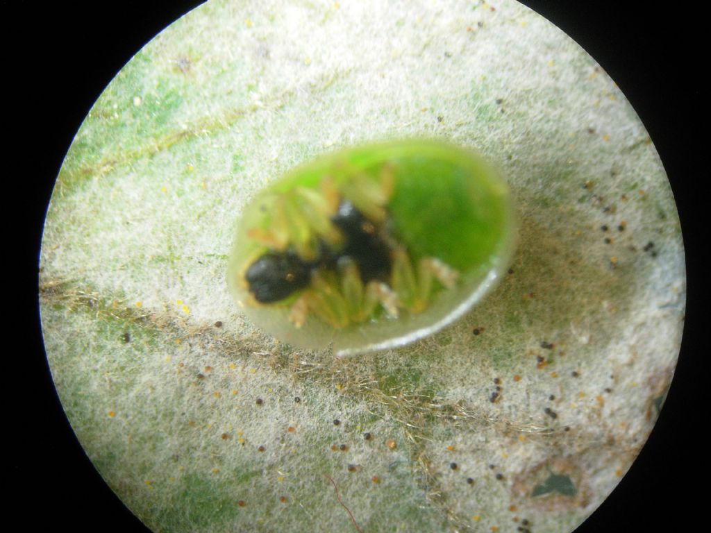 su quercia: Cassida sp., Chrysomelidae