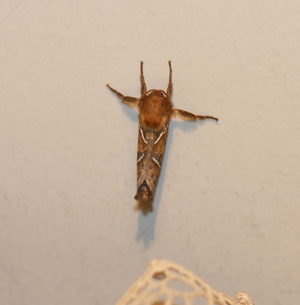 Farfalloni casalinghi - Triodia sylvina, Hepialidae