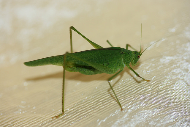 Tettigonia vs Phaneroptera