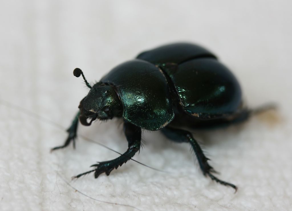 Geotrupidae: Trypocopris pyrenaeus splendens, femmina