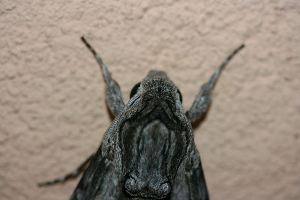 Grande falena (Agrius convolvuli?) , Natura Mediterraneo Forum Naturalistico