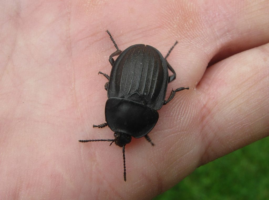 Silphidae: Silpha carinata