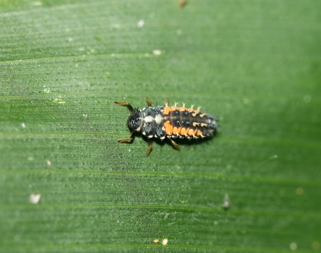 Coccinellidae (larve e adulti) da id.: Harmonia axyridis