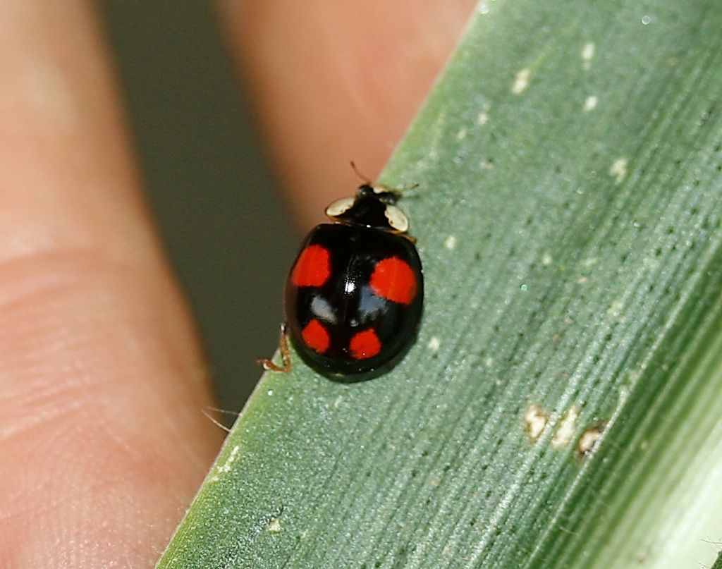 Coccinellidae (larve e adulti) da id.: Harmonia axyridis