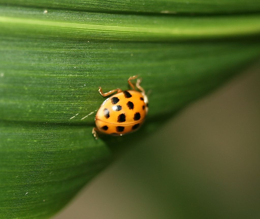 Coccinellidae (larve e adulti) da id.: Harmonia axyridis