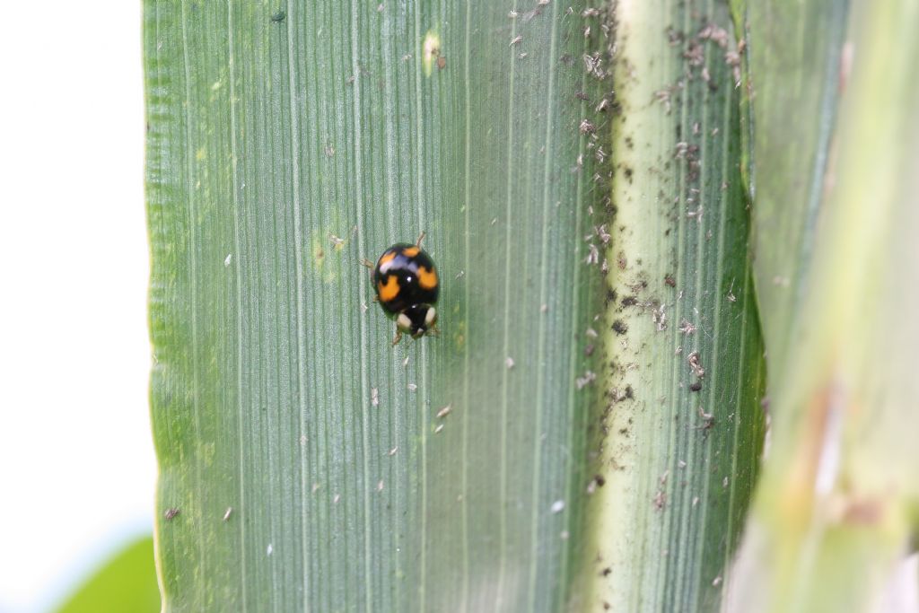 Coccinellidae (larve e adulti) da id.: Harmonia axyridis