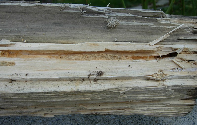 Larva di prionino?