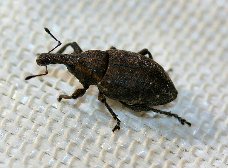 Lepyrus sp. ottombrino