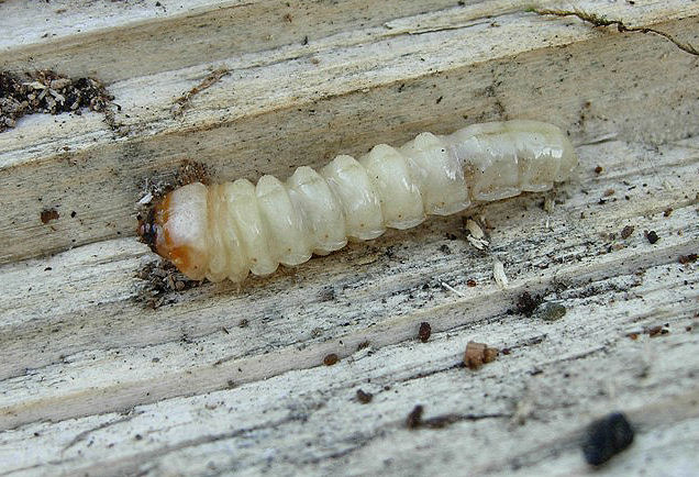 Larva di prionino?