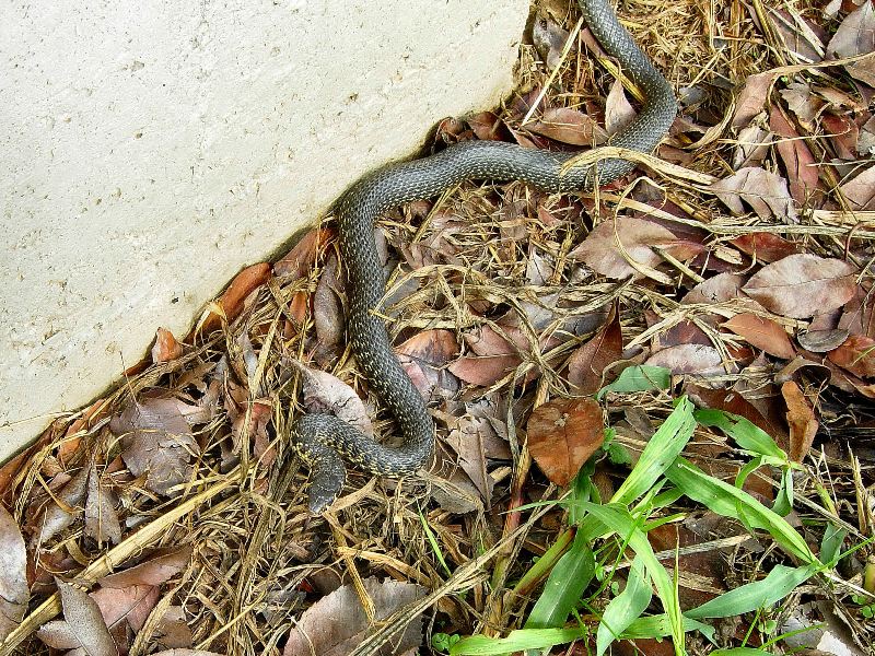 Biacco in giardino