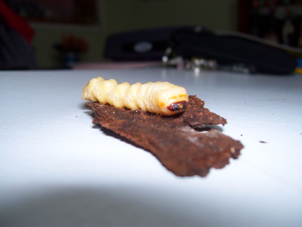 ospite inaspettato: larva di Cerambycidae