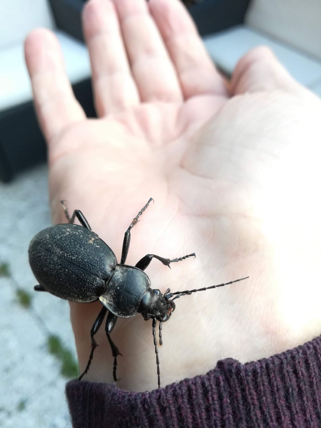 Carabidae: Carabus coriaceus