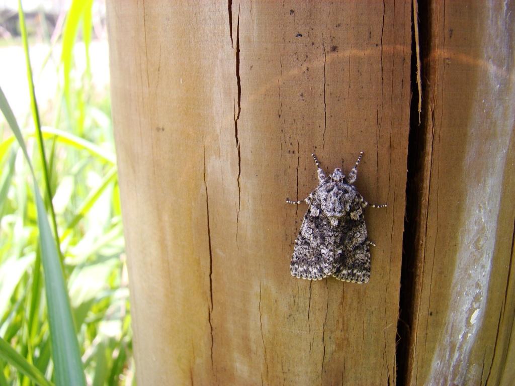 Acronicta aceris