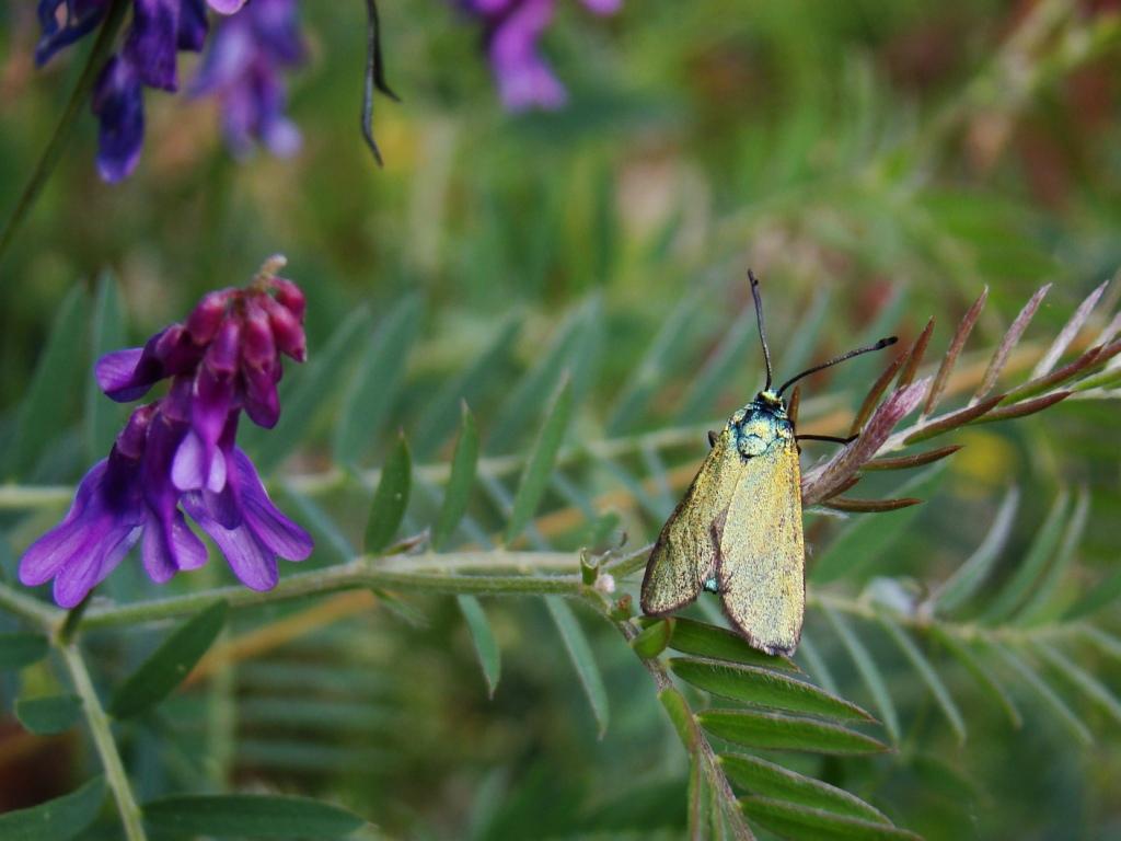  un piccolo bruco di Zygaena?