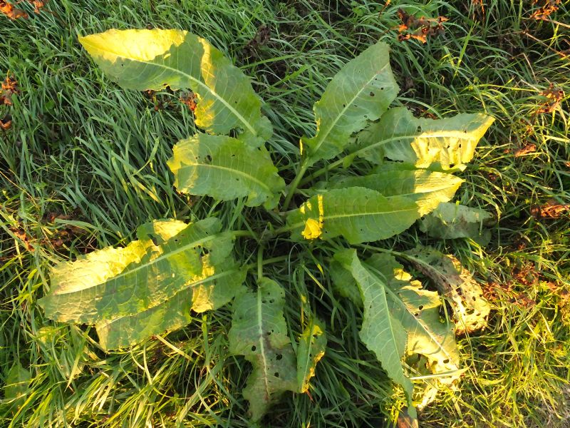 Pianta da ID, Emilia - Rumex sp.