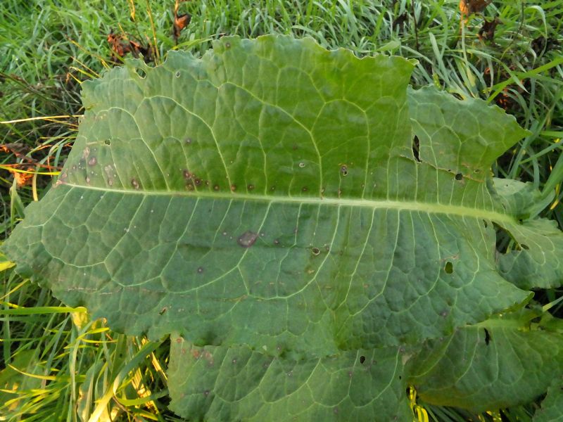 Pianta da ID, Emilia - Rumex sp.